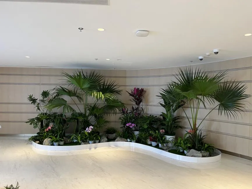 宁波杭州湾花木出租哪家好？全方位对比让你心中有数！